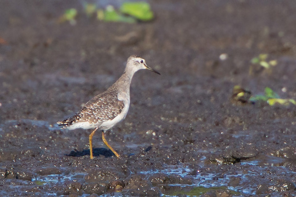 Wood Sandpiper (Tringa glareola)